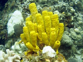 IMG 2865 Yellow Tube Sponge